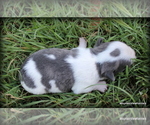 Small Photo #5 Chihuahua Puppy For Sale in WISTER, OK, USA