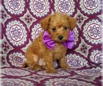 Small Photo #3 Poodle (Toy) Puppy For Sale in KINZERS, PA, USA