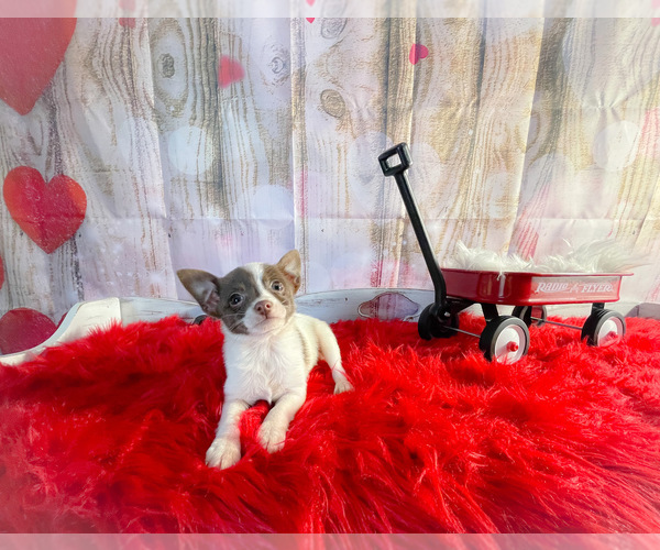 Medium Photo #1 Chiranian Puppy For Sale in KINSTON, NC, USA