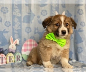 Jack Russell Terrier-Unknown Mix Puppy for sale in LANCASTER, PA, USA