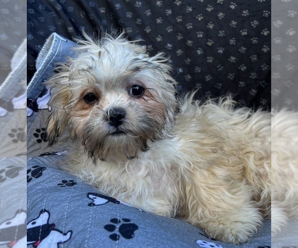 Medium Photo #6 Zuchon Puppy For Sale in RENO, NV, USA