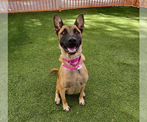 Medium Photo #1 German Shepherd Dog-Unknown Mix Puppy For Sale in Las Vegas, NV, USA