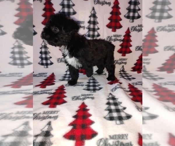 Medium Photo #5 YorkiePoo Puppy For Sale in LAPEER, MI, USA