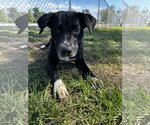 Small #7 Border Collie Mix