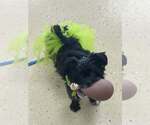 Small #2 Poodle (Miniature) Mix