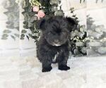 Small #12 Morkie