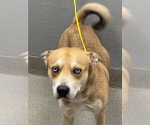 American Pit Bull Terrier-Siberian Husky Mix Dogs for adoption in Las Vegas, NV, USA