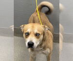 Small American Pit Bull Terrier-Siberian Husky Mix