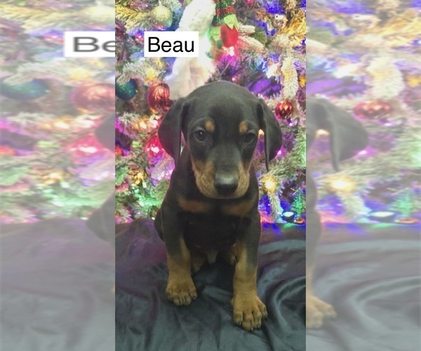 Medium Photo #4 Doberman Pinscher Puppy For Sale in POMEROY, OH, USA