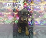 Small #3 Doberman Pinscher