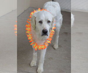 Great Pyrenees-Unknown Mix Dogs for adoption in McKinney, TX, USA