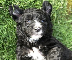 Sheepadoodle Puppy for sale in YELM, WA, USA