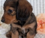 Small #2 Dachshund
