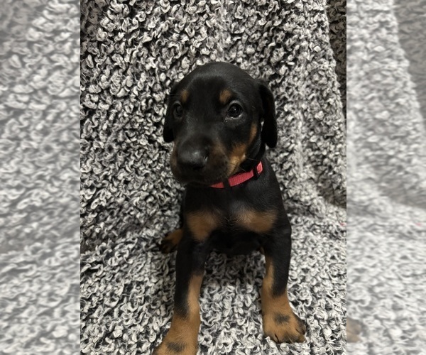Medium Photo #3 Doberman Pinscher Puppy For Sale in WESTON, WI, USA