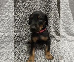 Small #2 Doberman Pinscher