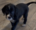Puppy Oreo Goldador Doodle