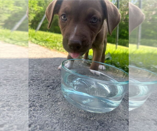 Medium Photo #3 American Staffordshire Terrier-Siberian Husky Mix Puppy For Sale in Chester, VA, USA