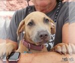 Small #3 Dachshund Mix
