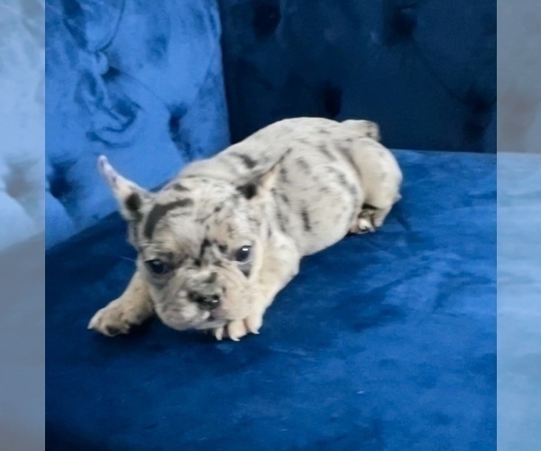 Medium Photo #26 French Bulldog Puppy For Sale in ATLANTA, GA, USA