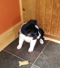 Border Collie Puppy for sale in MC VEYTOWN, PA, USA