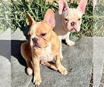 Small Photo #2 French Bulldog Puppy For Sale in FLOWER MOUND, TX, USA