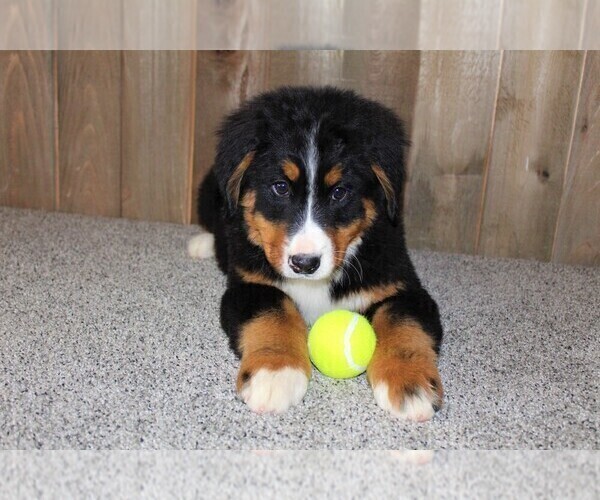 Medium Photo #5 Bernese Mountain Dog Puppy For Sale in HORN CREEK, CO, USA
