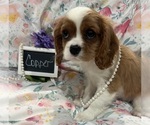 Small #5 Cavalier King Charles Spaniel