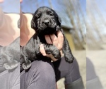 Small Photo #17 Labrador Retriever Puppy For Sale in AMBOY, WA, USA