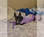 Small #24 Chiweenie
