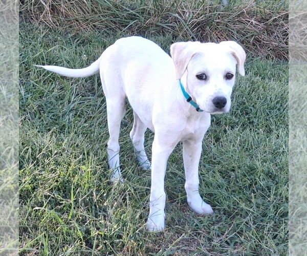 Medium Photo #3 Labbe Puppy For Sale in Cookeville, TN, USA