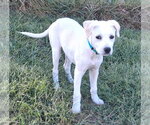 Small Photo #3 Labbe Puppy For Sale in Cookeville, TN, USA