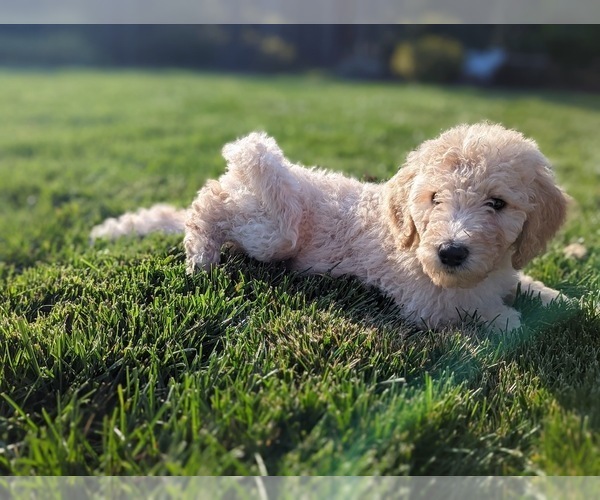 Medium Photo #6 Bernedoodle Puppy For Sale in STOCKTON, CA, USA