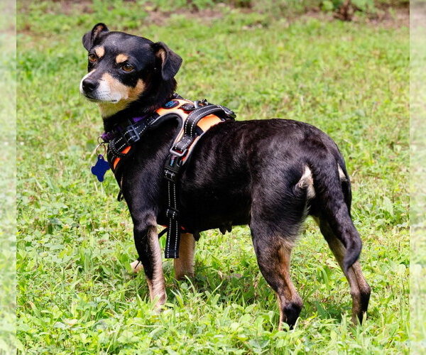 Medium Photo #4 Chihuahua-Unknown Mix Puppy For Sale in Ellijay, GA, USA
