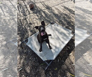 Mutt Dogs for adoption in Elmsford, NY, USA