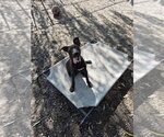 Small Mutt