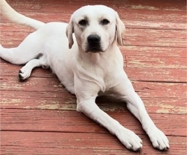 Medium Photo #1 American Pit Bull Terrier-Labrador Retriever Mix Puppy For Sale in CHICAGO, IL, USA