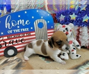 Dachshund Puppy for sale in CASSVILLE, MO, USA