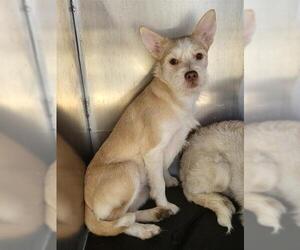 Mutt Dogs for adoption in San Antonio, TX, USA
