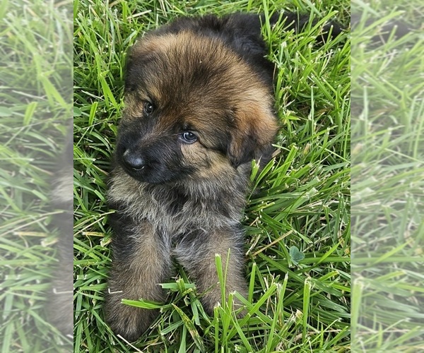 Medium Photo #4 German Shepherd Dog Puppy For Sale in EOLIA, MO, USA