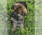 Small #3 German Shepherd Dog