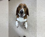 Small #1 Basset Retriever