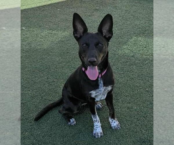 Medium Photo #19 Mutt Puppy For Sale in Rockwall, TX, USA