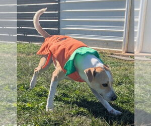 George - Male Labrador Retriever-Unknown Mix Dog for Adoption - Photo #4
