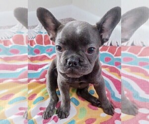 French Bulldog Puppy for sale in FORT LAUDERDALE, FL, USA