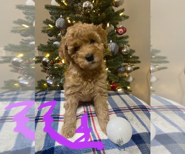 Medium Photo #1 Goldendoodle Puppy For Sale in MILLVILLE, NJ, USA
