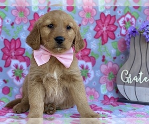 Golden Retriever Puppy for sale in LANCASTER, PA, USA