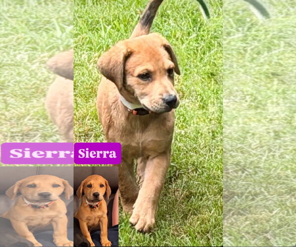 Medium Photo #2 Labrador Retriever-Unknown Mix Puppy For Sale in Fort Worth, TX, USA
