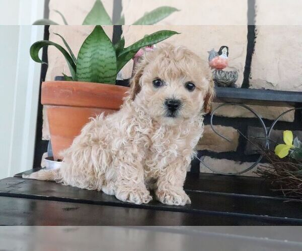 Medium Photo #2 ShihPoo Puppy For Sale in CANTON, OH, USA