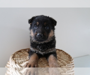 German Shepherd Dog Puppy for sale in KOKOMO, IN, USA