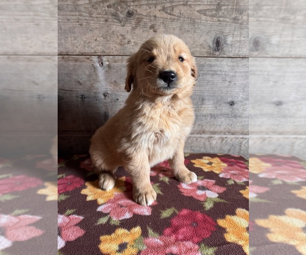 Medium Photo #7 Golden Retriever Puppy For Sale in VERMONTVILLE, MI, USA